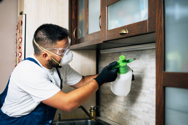 Best Affordable Pest Control Services  in Buena Vista, CO